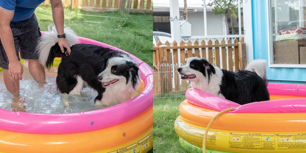 洗狗趣 豐原寵物自助洗 小型充氣泳池