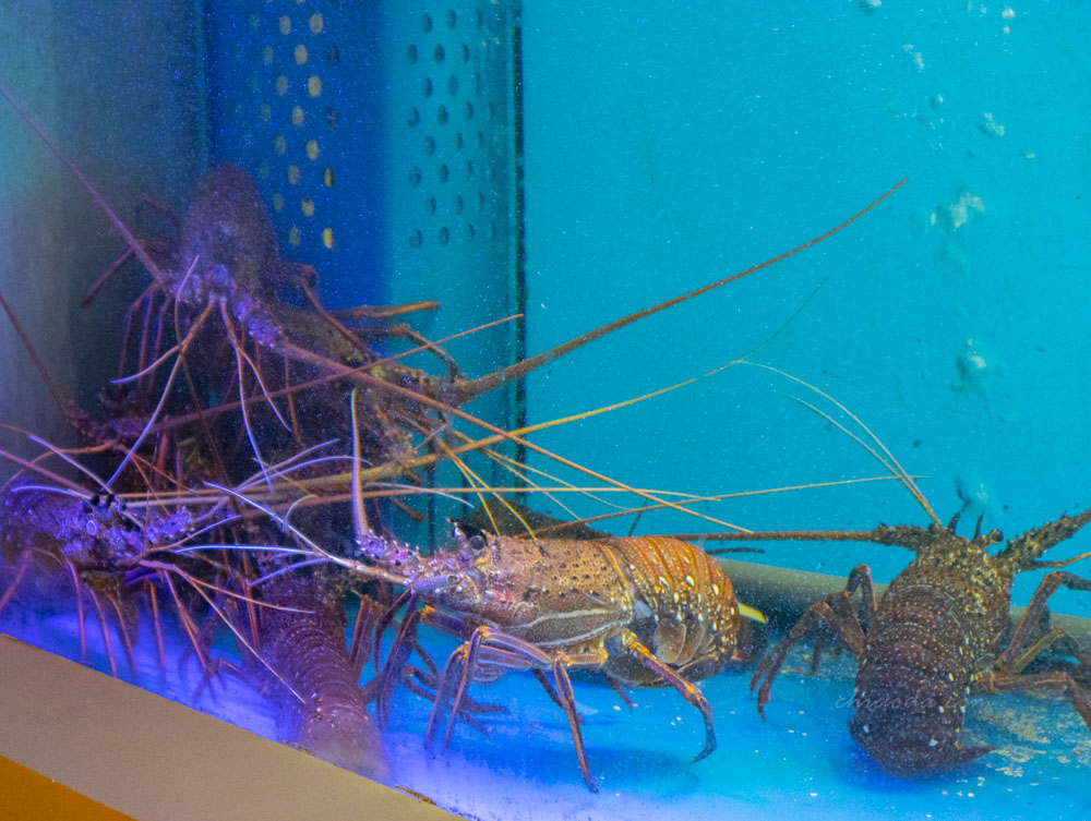 莫登鐵板燒台中北屯店 活龍蝦鐵板燒